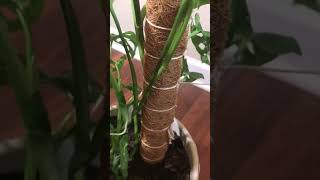 I replaced my coco coir pole with a sphagnum moss pole for my Swiss cheese plant 🥰 mosspole [upl. by Eichman]