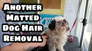 Another Matted Dog Hair Removal  SHAVEDOWN Shih Tzu Breed [upl. by Chance279]