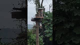 Bird feeder 001 england outside naturelovers natural birds birdlover nature birdwatching [upl. by Ricky933]