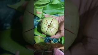 Fruit cutting cuttingskils youtubeshorts viralvideo trending [upl. by Kabab]