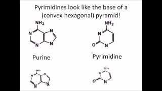 How to Remember DNA and RNA Nucleotides and their Structure [upl. by Anital98]