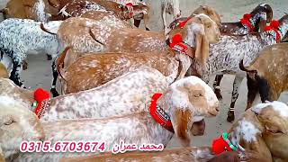 پیور مکھی چینی بکریاں ٹاپ کوالٹی اوریجنل بریڈ مناسب قیمت پر خریدیں 03156703674 goatsforsale [upl. by Starbuck]