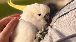 Neglected cockatoo melts when he meets a loving family [upl. by Marrissa]