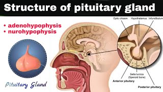 what is pituitary gland   adenohypophysis  nurohypophysis  histology of pituitary gland [upl. by Annoynek]