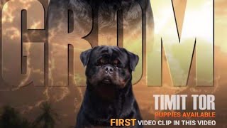 Showline Champion Line Rottweiler Puppies The Best Rottweiler Pups KCI Registered Import Line Rott [upl. by Oryaj]