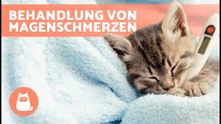 MAGENSCHMERZEN BEI KATZEN Hausmittel 🐱✅ [upl. by Yblok831]