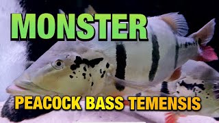 MONSTER PEACOCK BASS TEMENSIS  WILD CAUGHT AND CAPTIVE BREED DIFFERENCES [upl. by Dlareme151]