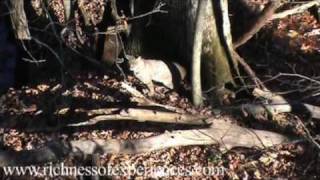 Bobcat in North Mississippi Woods [upl. by Liam]