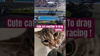 Cute cat reactions to drag racing shortsshort [upl. by Yenatirb]