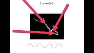 KS3 Sperm Cell [upl. by Bouldon]