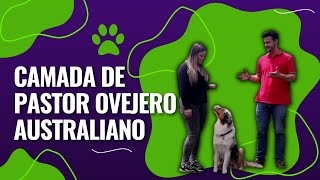 ðŸ¶ Camada de PASTOR OVEJERO AUSTRALIANO ðŸ¶ [upl. by Tansey]