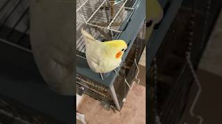 😍birds shortsclip ninfa ninfas aves shorts short nymph shortvideo shortsyoutube youtube [upl. by Anreval]