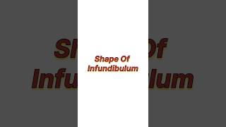 Shape of infundibulum [upl. by Solnit]