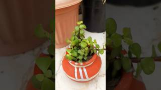 Jade plant growth care tips gardening jadeplantcare youtubeshorts shorts [upl. by Kath]