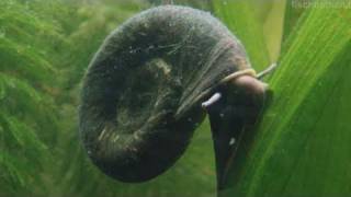 HD My EPIC snail  Great ramshorn  Posthornschnecke 11 [upl. by Niro]