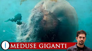 MEDUSE GIGANTI  Quali sono le specie più grandi [upl. by Eaves642]