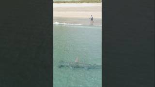 1000lb Hammerhead Shark Swimming by the Beach [upl. by Ait]