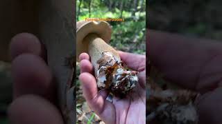 Boletus ReticulatusJuly 2024 asmr asmrmushrooms fungi boletus porchini mushroomhunting [upl. by Miquela]