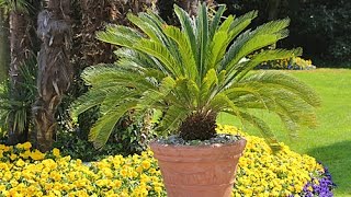 COMMENT RÉUSSIR LE CYCAS DU JAPON [upl. by Lleryt]