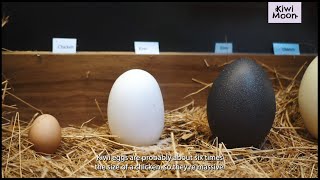 Kiwi Moon  Kiwi egg facts [upl. by Bradford163]