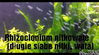 Rhizoclonium nitkowate długie słabe nitki [upl. by Bil]