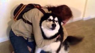 Alaskan Malamute quotBugsquot happy to see us [upl. by Baniez793]