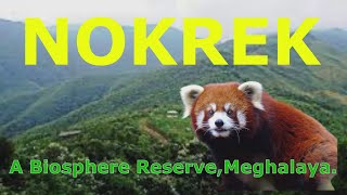 NOKREK Biosphere Reserve  A Short Documentary  Meghalaya  Garo Hills [upl. by Enoryt240]