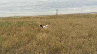 Hunting Sharptail Grouse Montana [upl. by Allit]