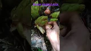 MENGUPAS BUAH HANGASA [upl. by Alexi]