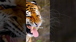 How powerful are tigers teethfacts amazingsfacts trendingfacts viralfactsvideo [upl. by Adnoraj]