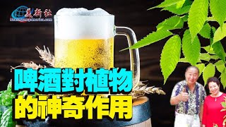 啤酒對植物的神奇作用 [upl. by Nomrej]