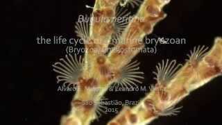 Bugula neritina  the life cycle of a marine bryozoan [upl. by Gelasias458]