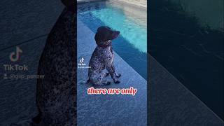 there are only German Shorthaired Pointer GSP 🤔🙃🐶new shorts ytshorts viral viralshorts [upl. by Griz]