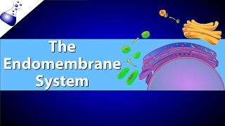 The Endomembrane System [upl. by Rosemaria]