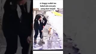 INSTING DOG LUAR BIASANVIRAL funny dog fyp [upl. by Aruol]