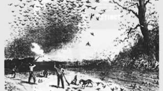 P is for Passenger Pigeon [upl. by Brendan]