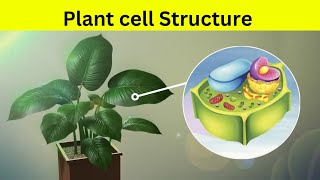 Plant Cell Structure  plant cell की संरचना [upl. by Schreib823]