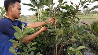 Cara Pemangkasan Pohon Jambu Kristal Agar Berbuah Banyak [upl. by Norabal482]