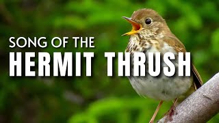 Hermit Thrush Song [upl. by Innej]