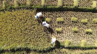 JANGAN PERNAH TAKUT MENJADI PETANI [upl. by Attelliw]