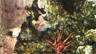 Yeti  Octopus briareus Taking Shrimp from a Stick [upl. by Ggerg]