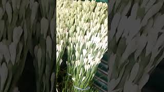 Tuberose market Godkhali flower market [upl. by Robma]