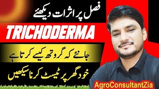 Role of Trichoderma in agriculture Know How to Test Trichoderma [upl. by Darnall924]