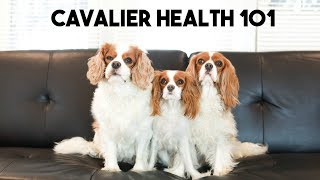 CAVALIER HEALTH 101 with Fera Pet Organics  Cav Mom Talks [upl. by Pansie]