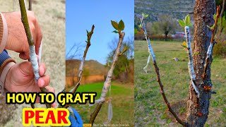 How to graft pear tree  Pear Grafting [upl. by Yssirc]