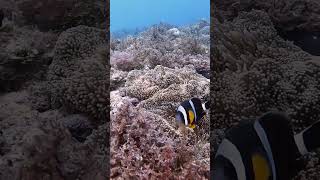 Rare Mauritian Clown Anemonefish cleaning up his home divingmauritius scubadivingtauchenplongee [upl. by Pricilla]