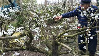 How to grow greengage tree  the open centre tree for plums and greengages [upl. by Krell]