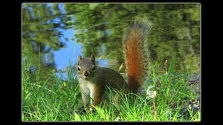 Experience Bonnechere Ontario Parks camping [upl. by Archle]