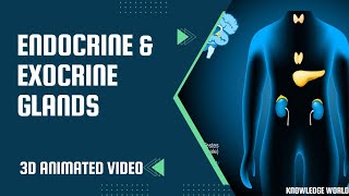 Endocrine amp Exocrine Glands Human Body  3d Animated Video  Biology  Science [upl. by Lieno]