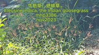 牛筋草，蟋蟀草，Eleusine indica the Indian goosegrass mhp3386 nov2023 [upl. by Allerie450]